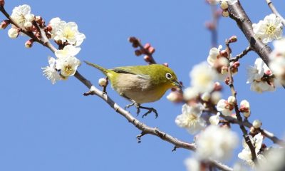 AIエージェント🤖から俳句🖌まで　アクロクエスト👹2026年2月👹まとめ